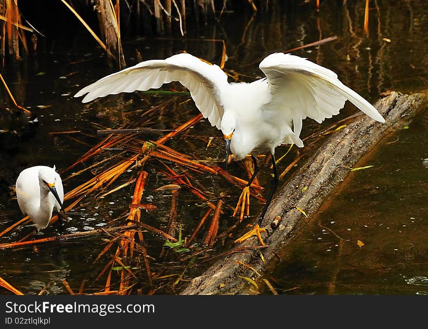 Pair of snowy herons