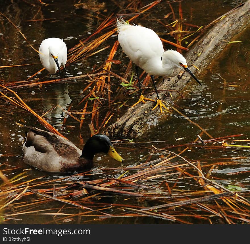 Water birds at the waters edge