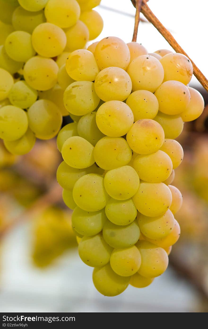 White grapes