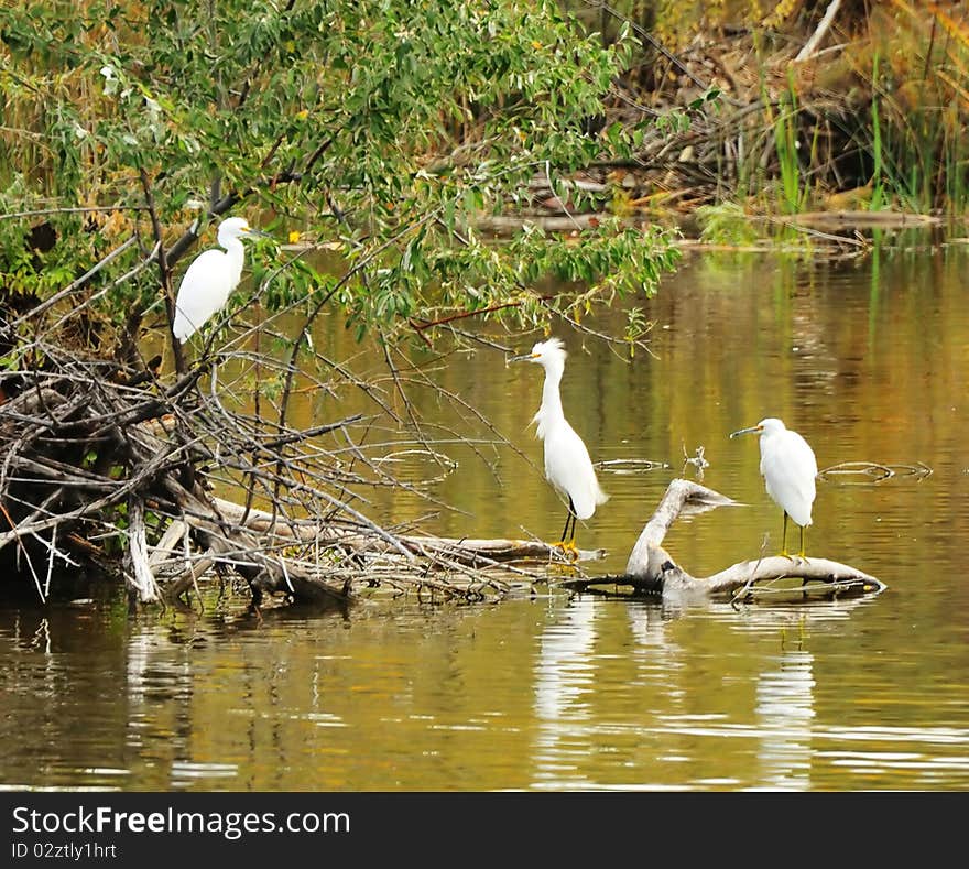 Three herons