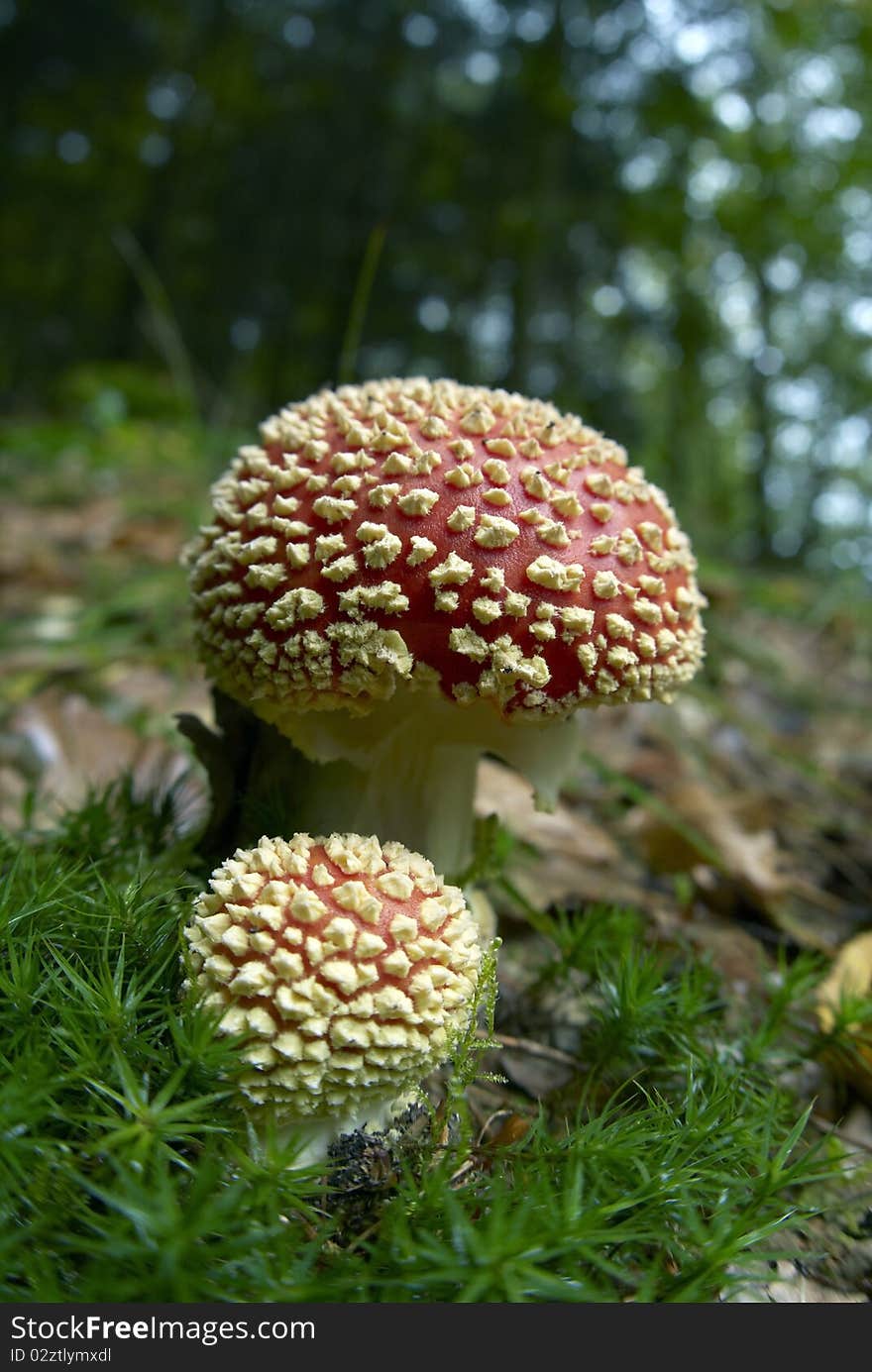 Red and white mushroom in the forest. Red and white mushroom in the forest