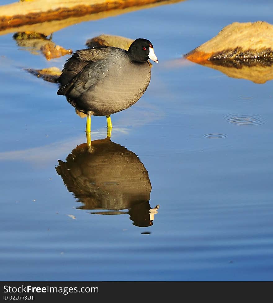 Coot reflection