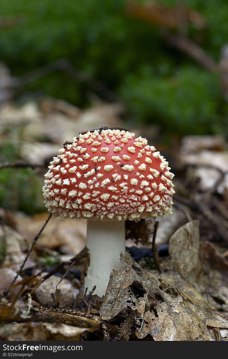 Red and white mushroom in the forest. Red and white mushroom in the forest