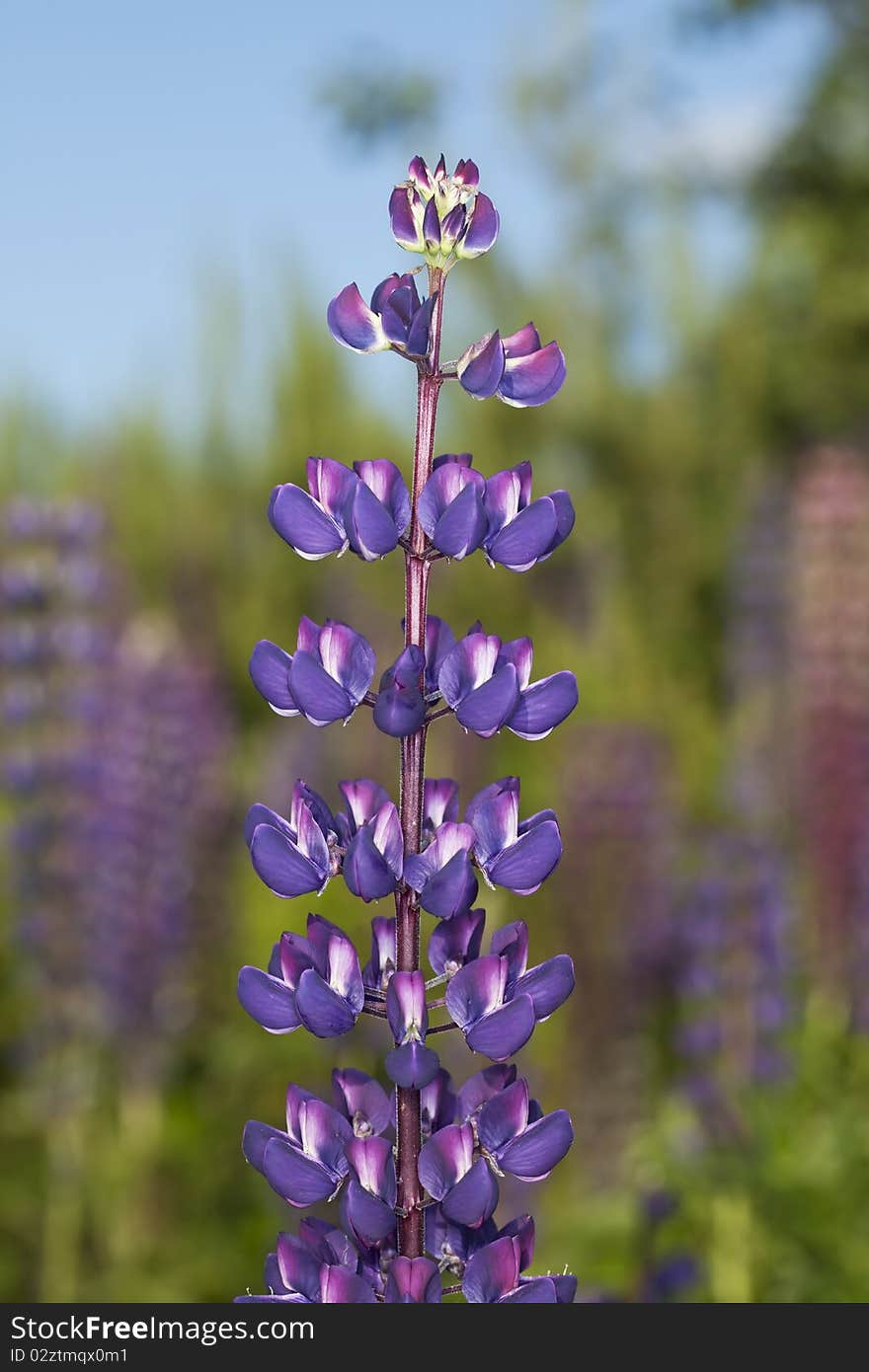 Wild Perennial Lupin