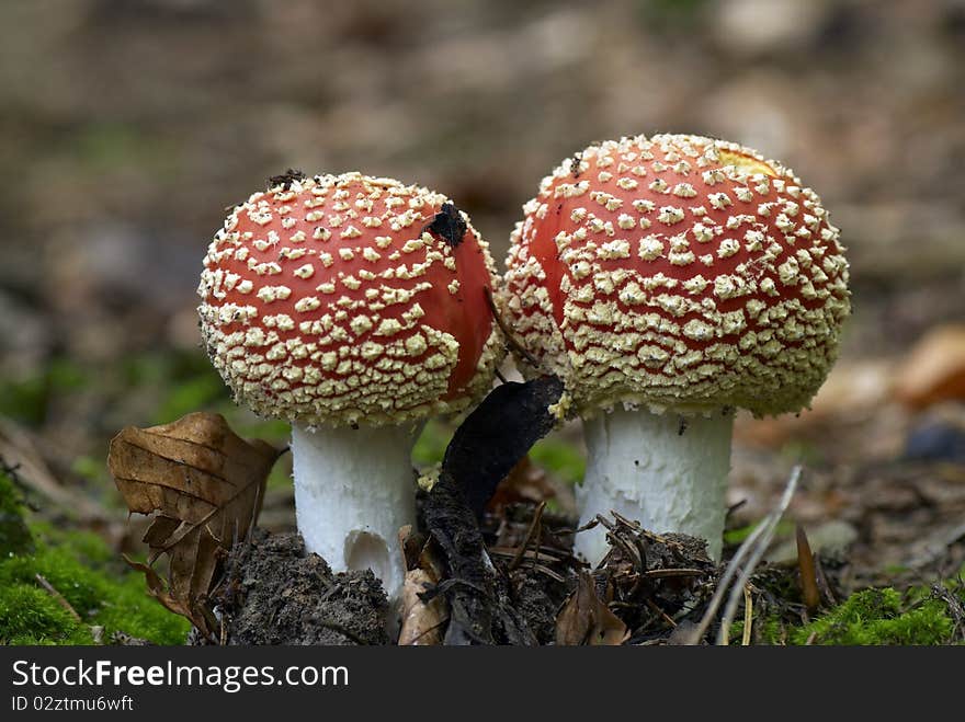 Mushrooms