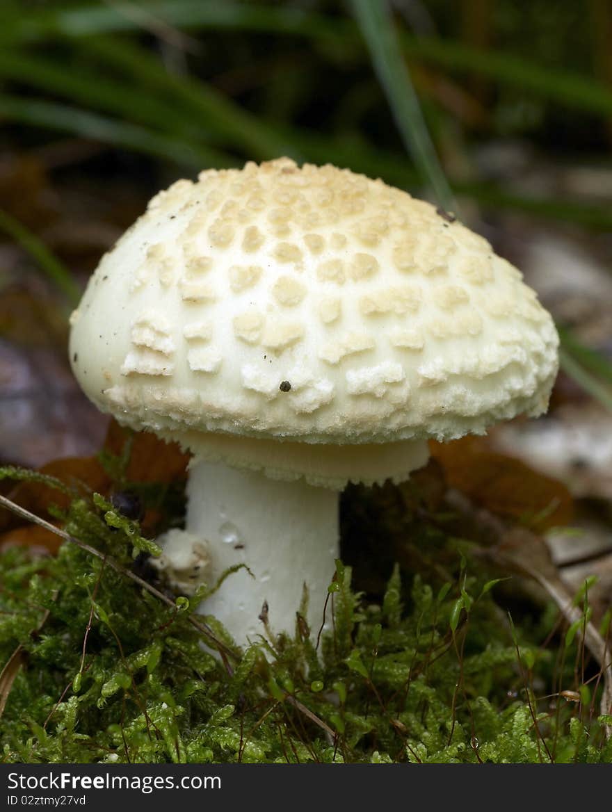 White mushroom in the forest. White mushroom in the forest