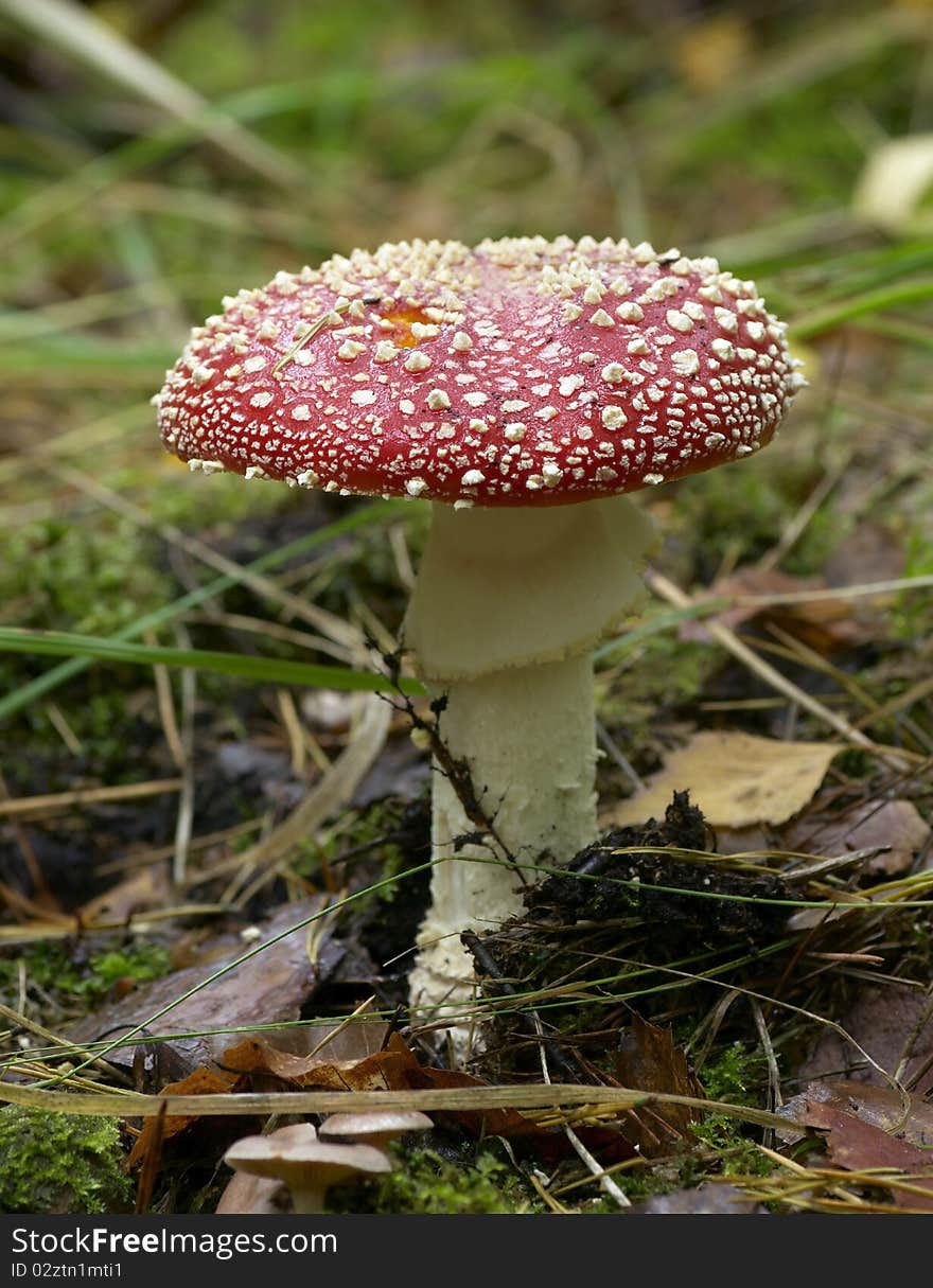 Red and white mushroom in the forest. Red and white mushroom in the forest