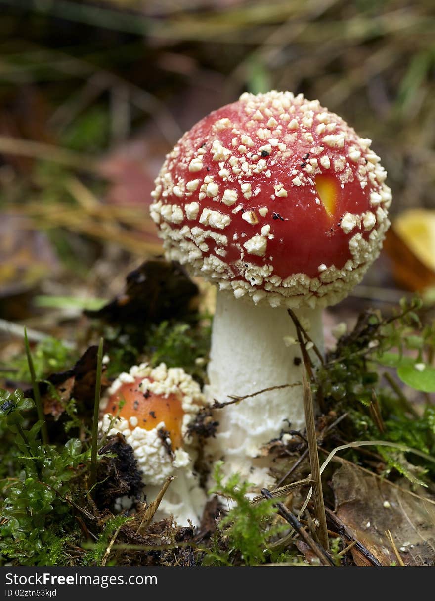 Red and white mushrooms in the forest