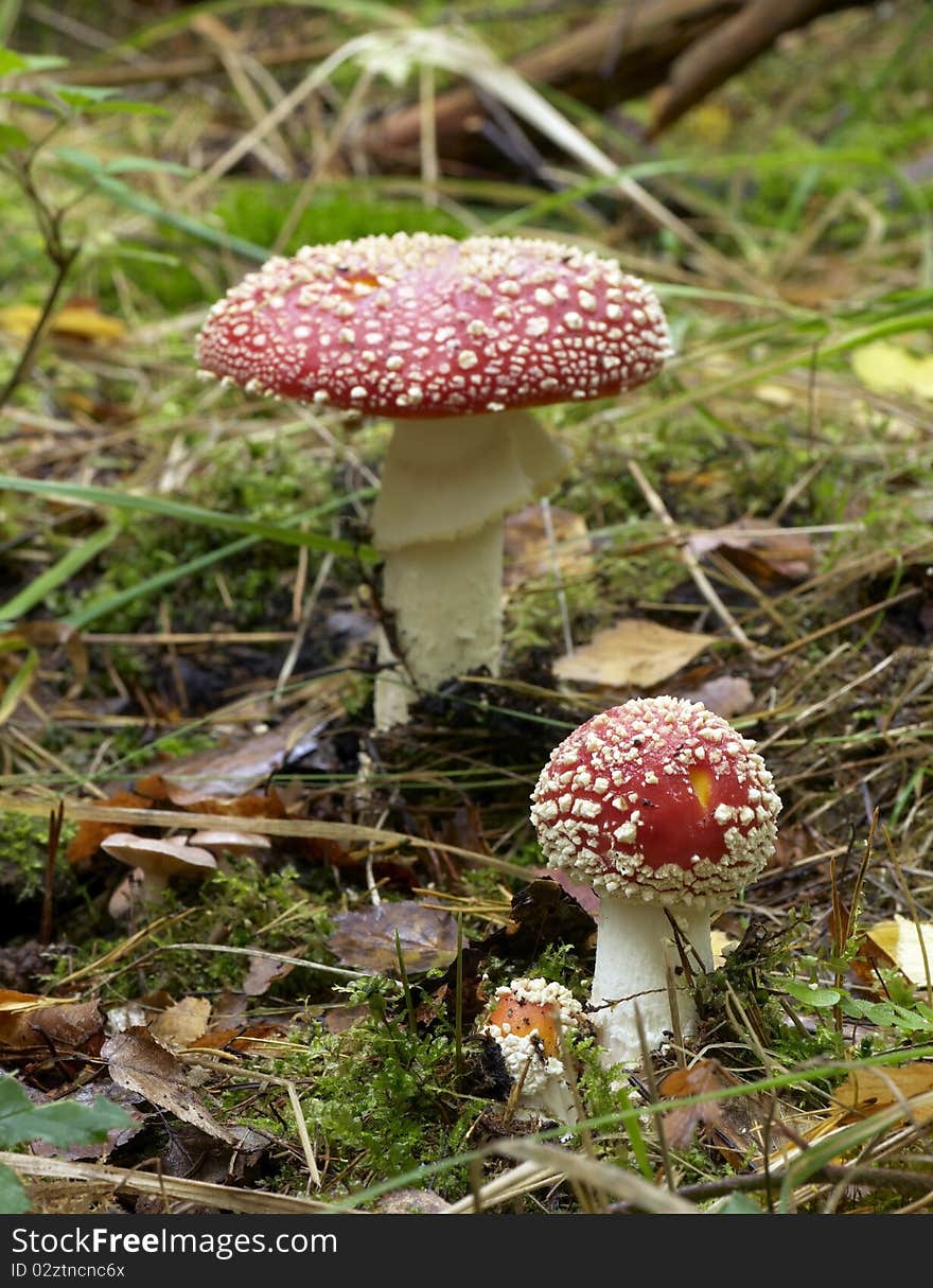 Red and white mushrooms in the forest