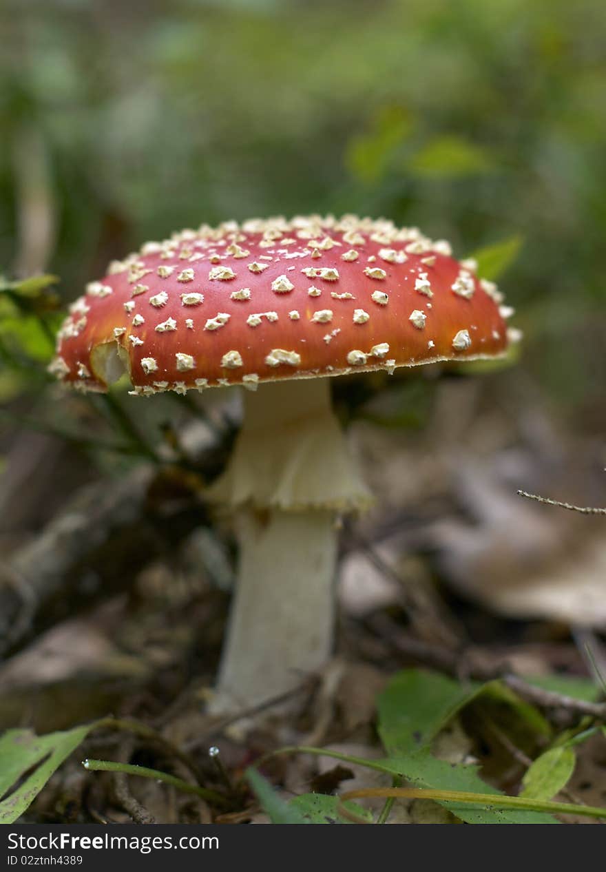 Red and white mushroom in the forest. Red and white mushroom in the forest