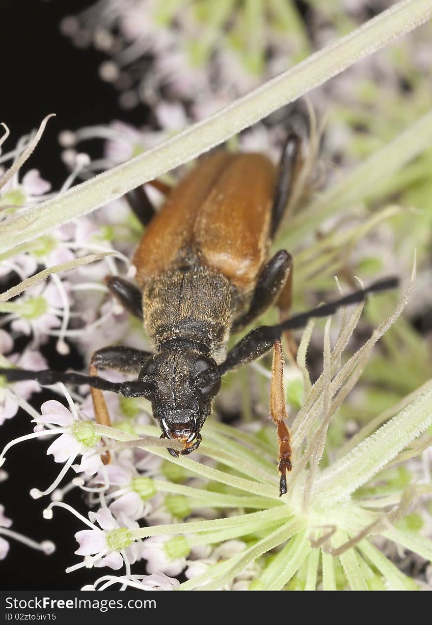 Red longhorn beetle (Stictoleptura rubra)