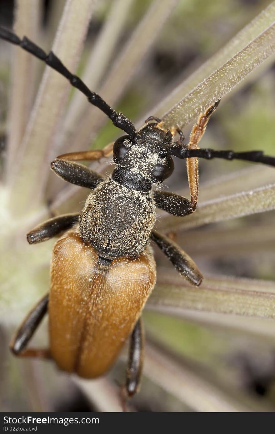 Red longhorn beetle (Stictoleptura rubra)