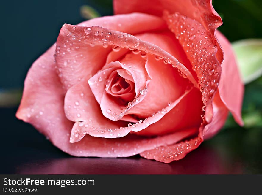 Pink rose with water drops. Macro picture. Pink rose with water drops. Macro picture.