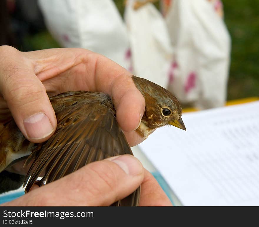 Fox Sparrow (Passerella iliaca) being examined after banding. Fox Sparrow (Passerella iliaca) being examined after banding.