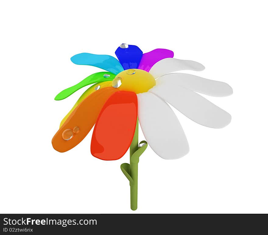 Spectrum chamomile flower with water drops