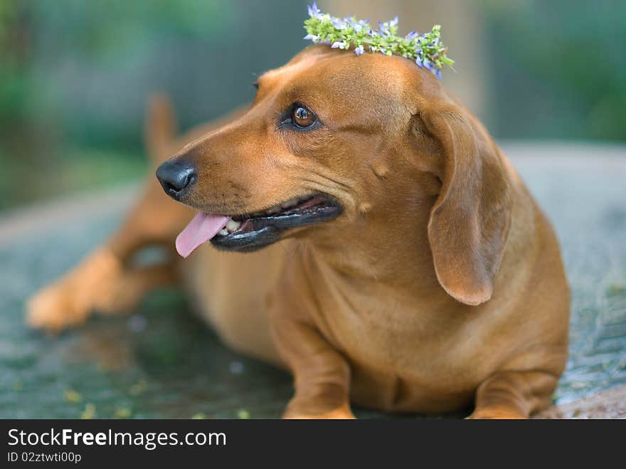 Beautiful smiling puppy in autumn