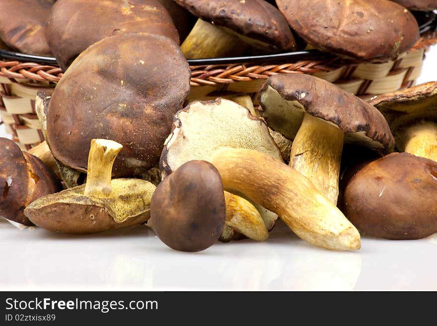 Boletus mushrooms