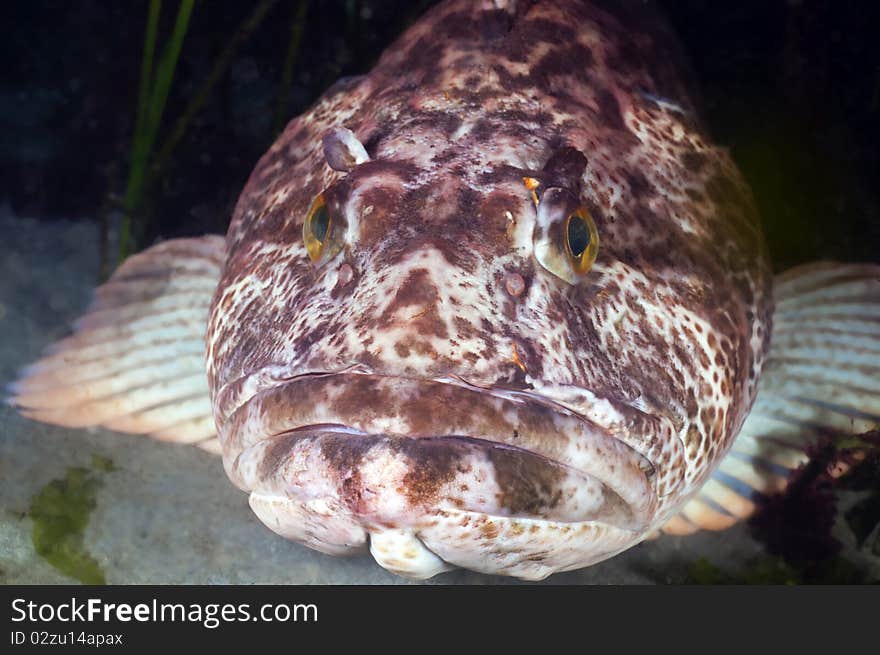 Ling Cod Stink Eye