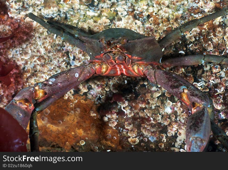 A kelp crab searches for food in the cold water of the Pacific Northwest