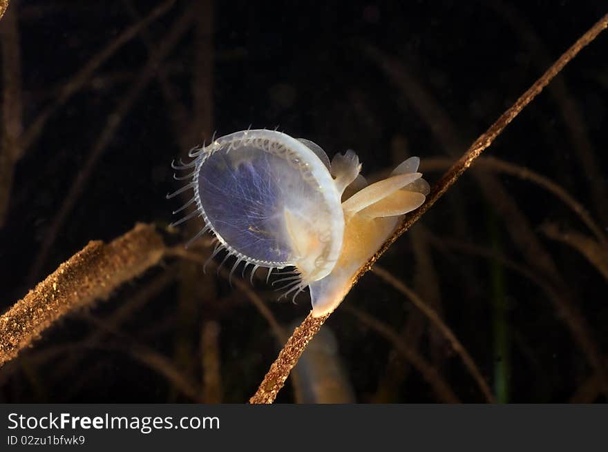 Hooded Nudibranch