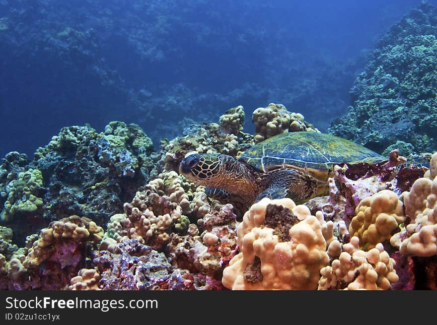 A green sea turtle finds refuge on a bed of coral