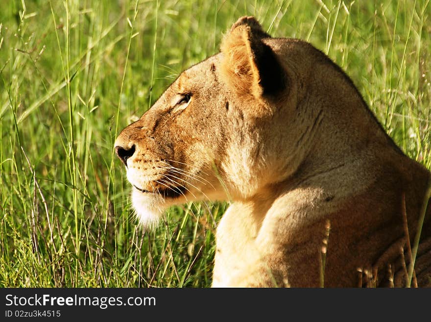 Female Lion enjoying the afternoon sun.