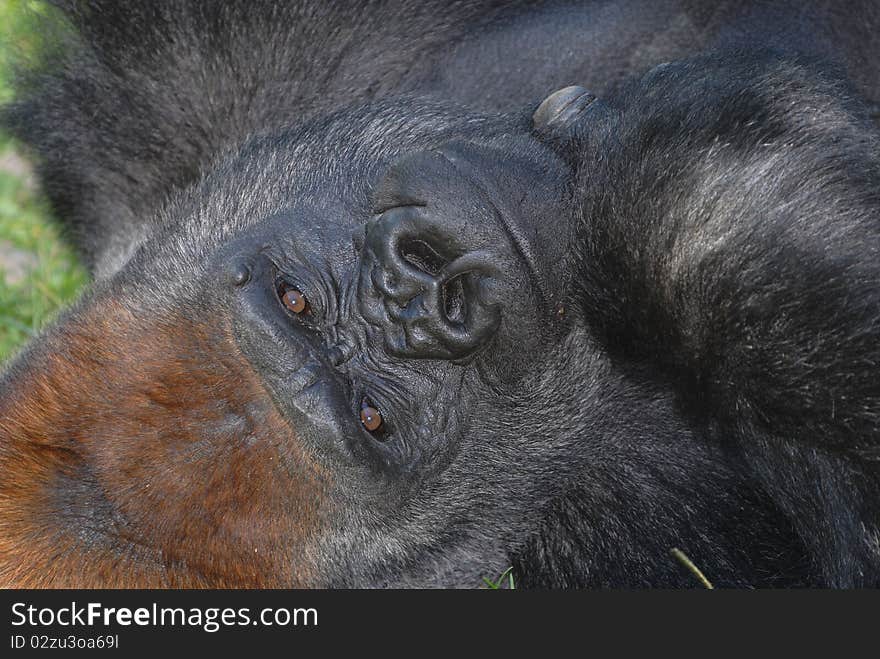 A large male lays on his back and stares directly into the photographers lens. A large male lays on his back and stares directly into the photographers lens.