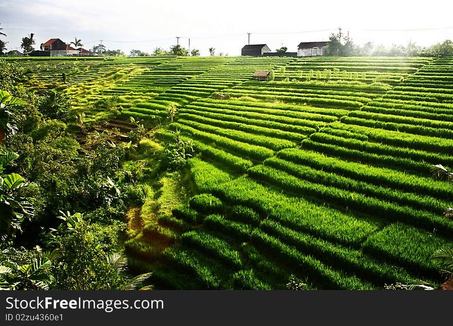 Rice field in Bali Indonesia in the morning. Rice field in Bali Indonesia in the morning