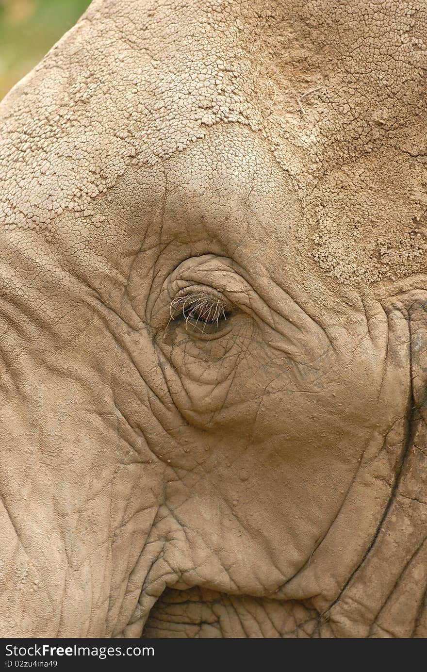 A tightly cropped image of an African elephant emphasizing the eye.