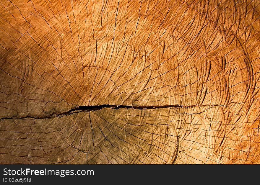 Texture of old cracked stump wood