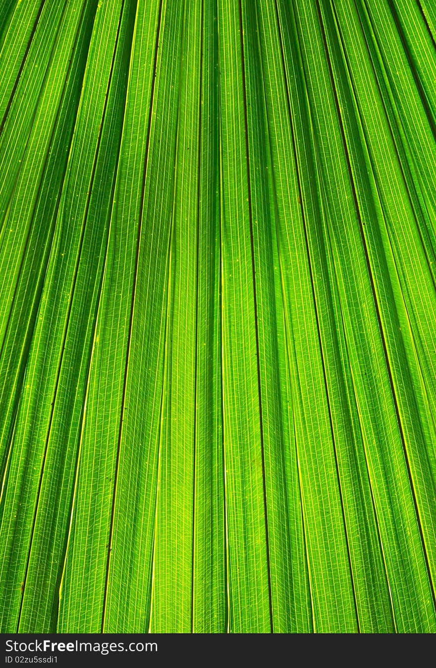 Green leaf texture and illusionary under the sunlight