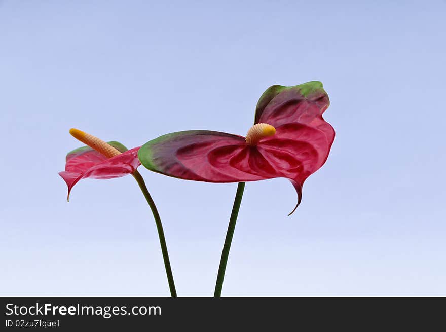 Flower arrangement of two anthurium. Flower arrangement of two anthurium