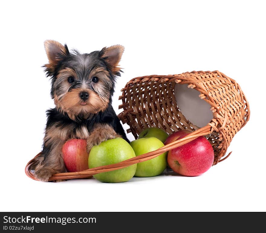 Yorkshire terrier puppy on white background