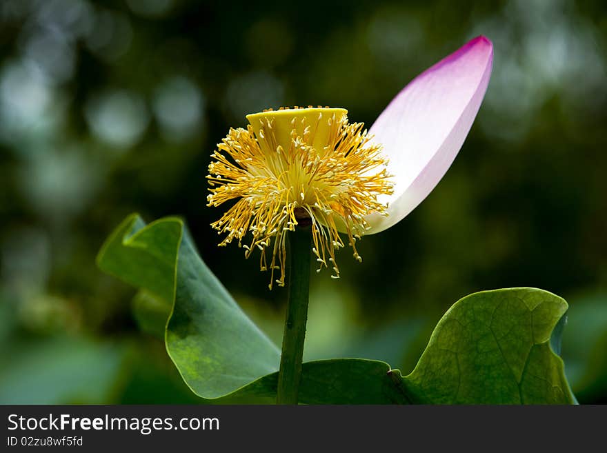 Lotus Pool