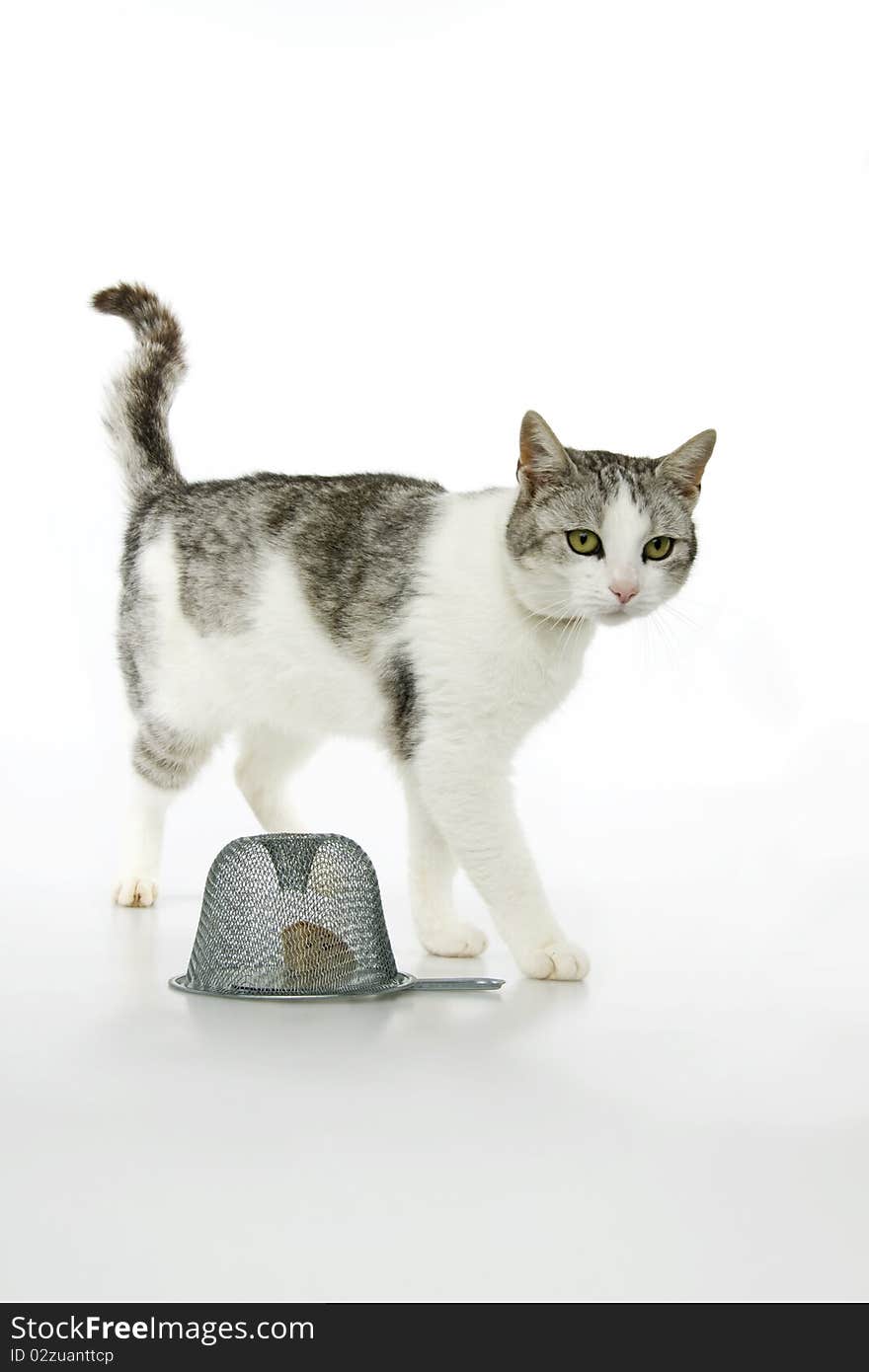 Cat hunt quarry mice to the traps, on white background. Cat hunt quarry mice to the traps, on white background.