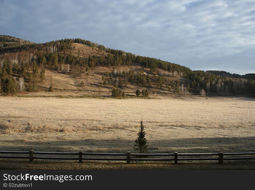 Forest and orange dry field in autumn