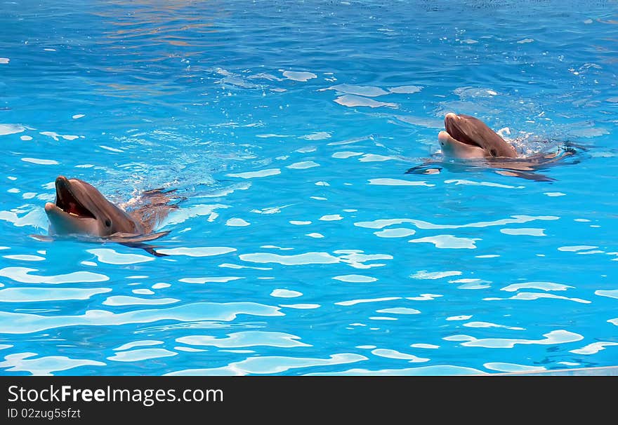 Two dolphins in the blue water.