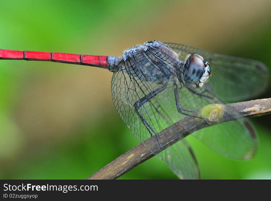 Colorful dragonfly in the parks