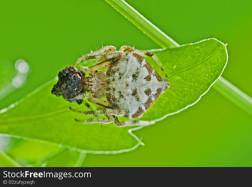 Dump spider with prey