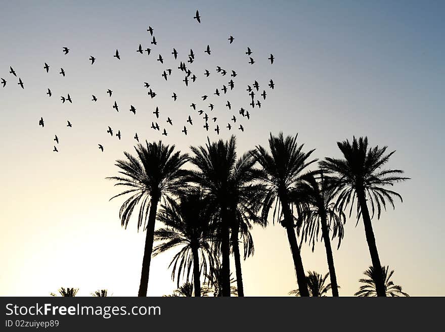 Palm Trees At Sunset