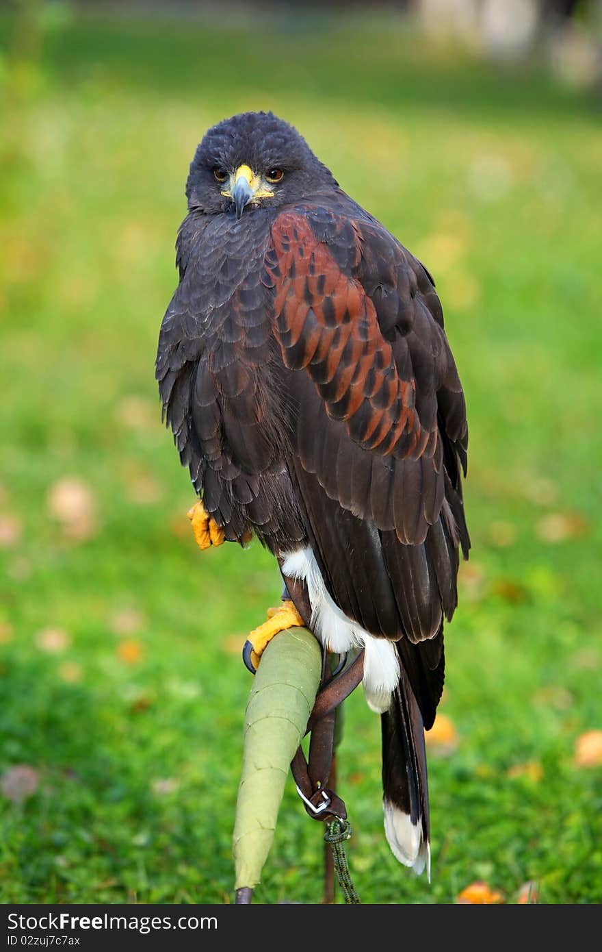 Harris hawk - Parabuteo unicincus