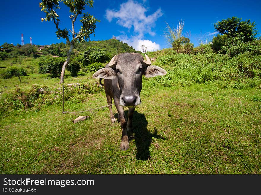 Nepal