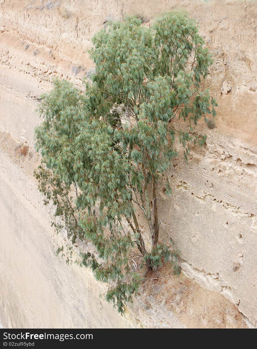 Tree on Corinth channel wall. Tree on Corinth channel wall.