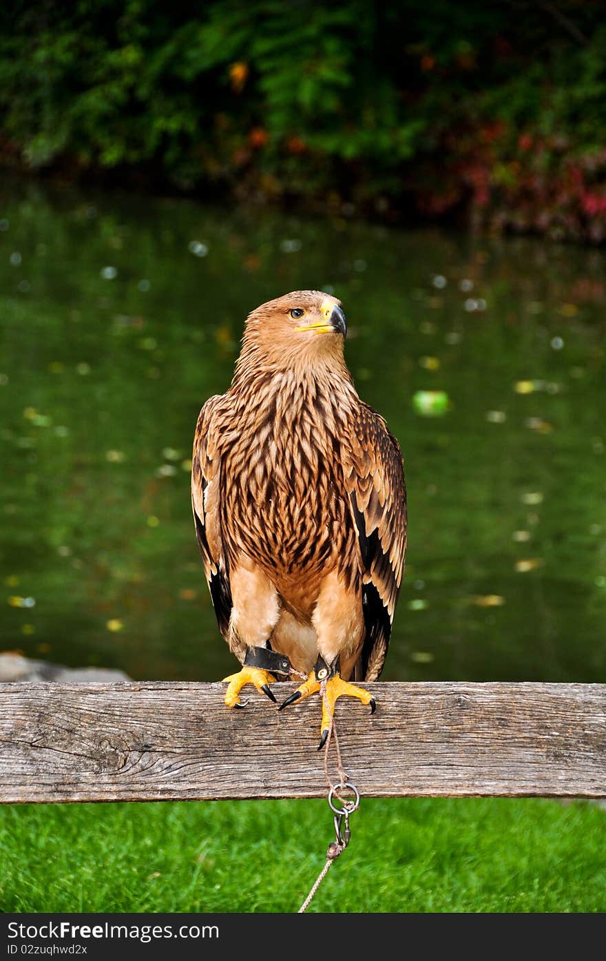 Eagle sitting on the wood