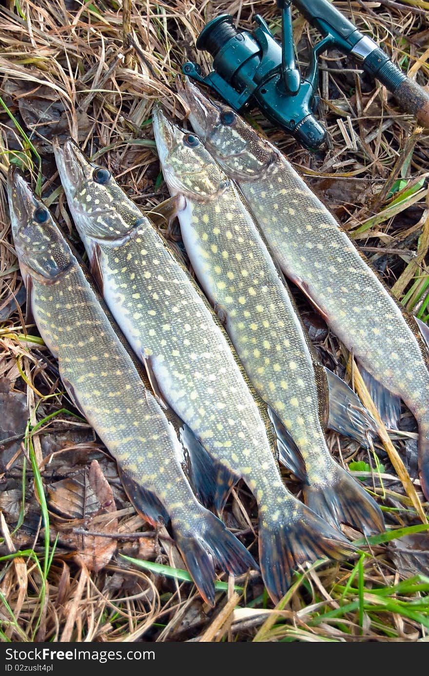 Four big pike on the background for the coil spinning. Four big pike on the background for the coil spinning