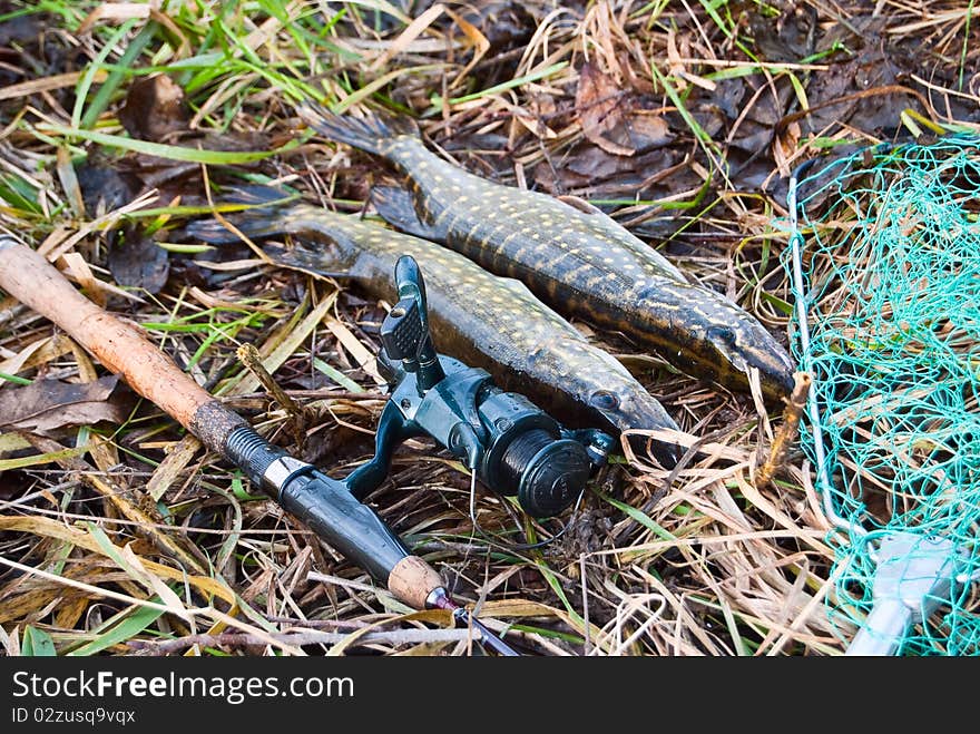 Two big pike next to the spinning. Two big pike next to the spinning