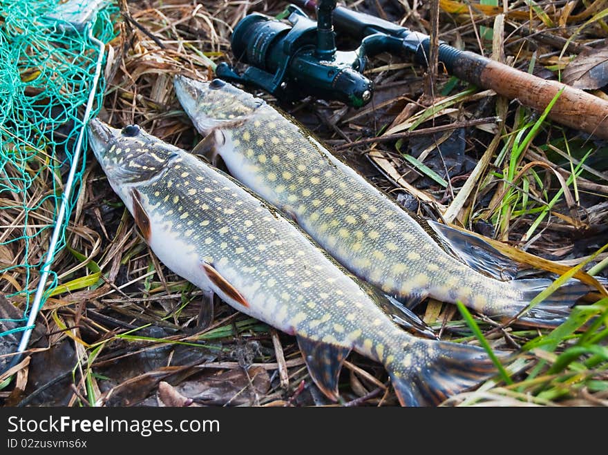 Two big pike next to the spinning. Two big pike next to the spinning