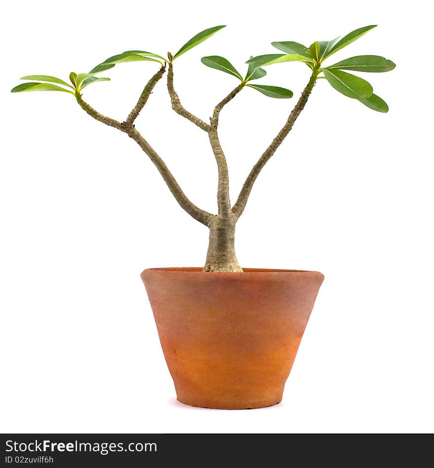 Desert rose or Ping Bignonia in flowerpot isolated on white background