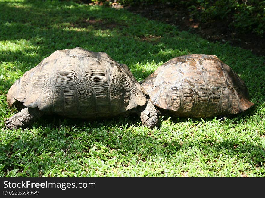 Territorial Tortoises