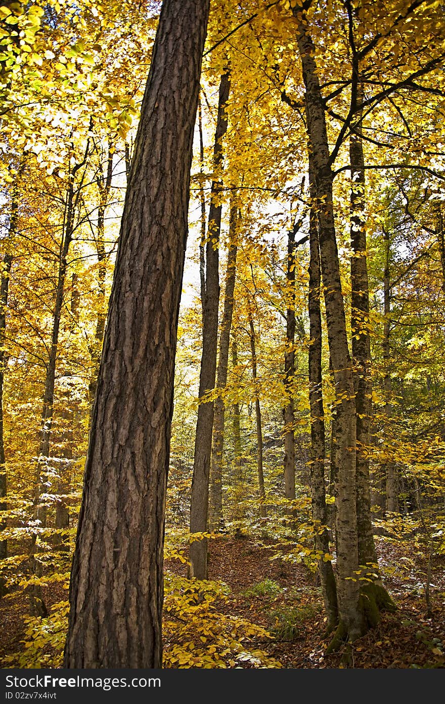 Crowded trees in forest and Autumn colors